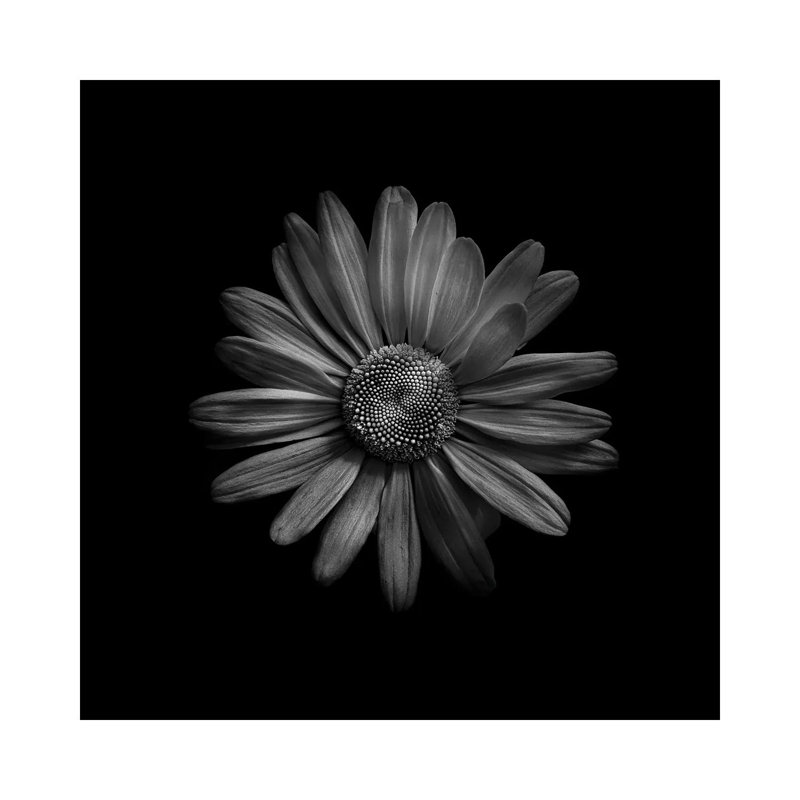 Black and White Daisy III 1 Piece Wrapped Canvas Wall Art, 45.72 cm H x 45.72 cm W x 1.91 cm D