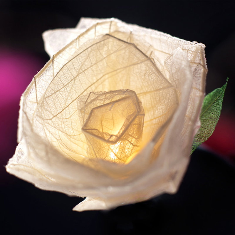 Dov LED Natural Leaf Rose String Light, 20 Lamps - 5 Metre Long
