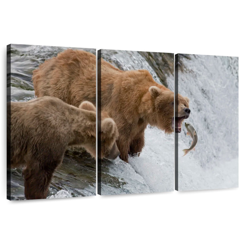 Ours bruns grizzlis chassant des poissons, H 28 po x l 45 po