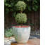 NERTERA Handmade Pot Planter