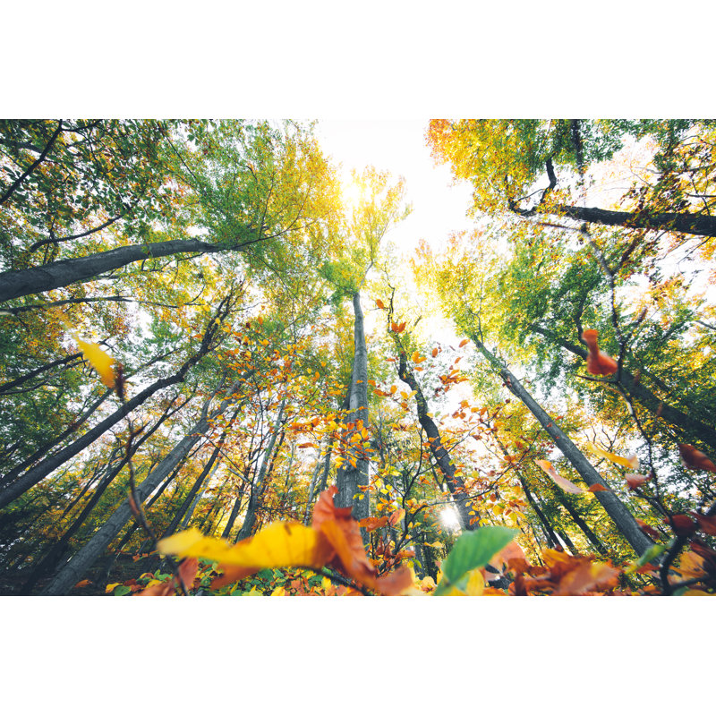 Autumn Forest by Borchee - No Frame Print on Canvas, 81cm H x 122cm W