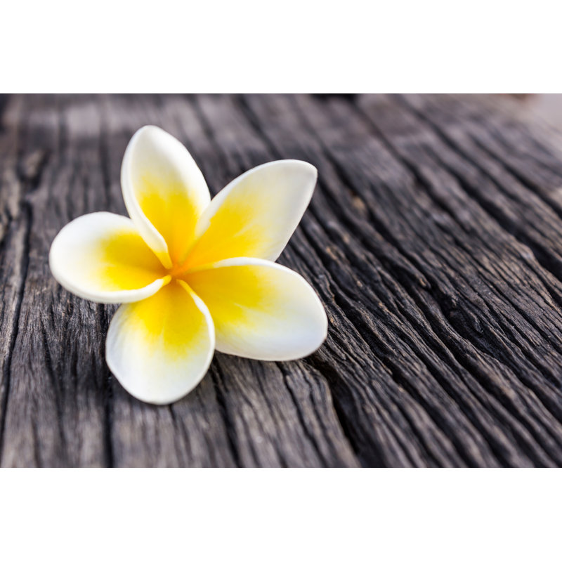 Plumeria jaune par Amnachpoto, H 8 po x l 12 po x P 1,25 po