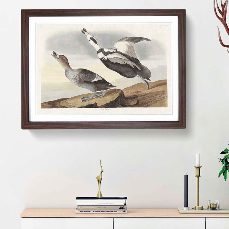Pied Ducks by John James Audubon - Picture Frame Painting Print, 48cm H x 65cm W x 2cm D, Walnut Framed