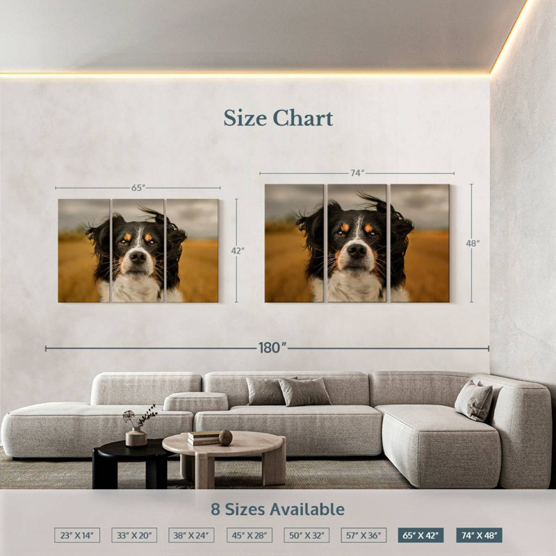 Brampt Expressive Border Collie, 42" H x 65" W
