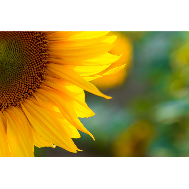 Magnifique tournesol par Adyna, H 32 po x l 48 po