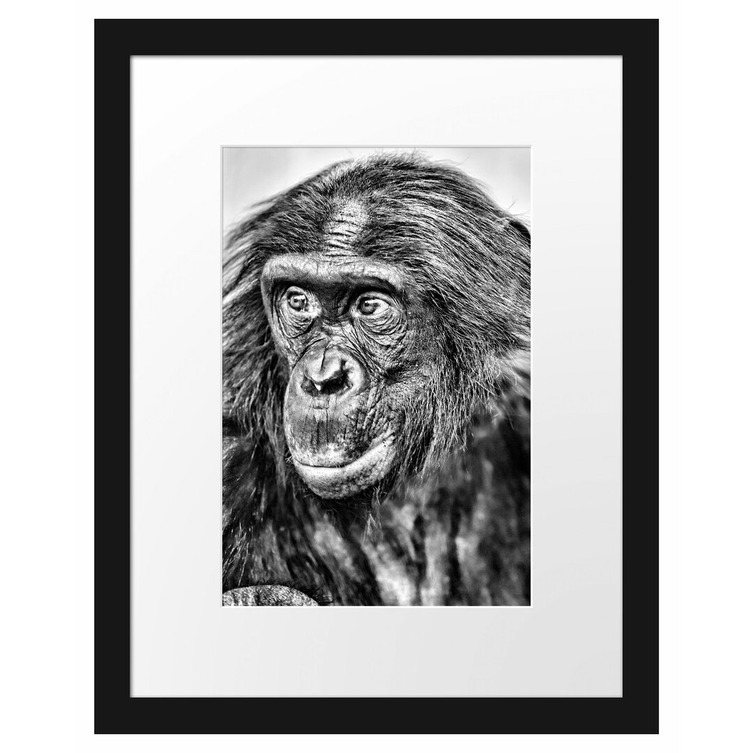 Gerahmtes Poster Scheuer junger Gorilla