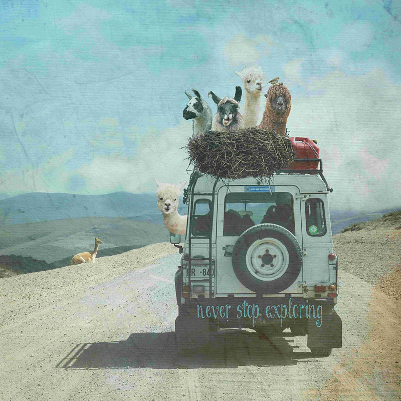 1P Alpaca Lama Wanderlust - Photographie sur toile tendue, H 30 po x l 30 po, Non, Encadrement argenté