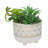 Faux Succulent Plant in Ceramic Pot-209760562-209760566