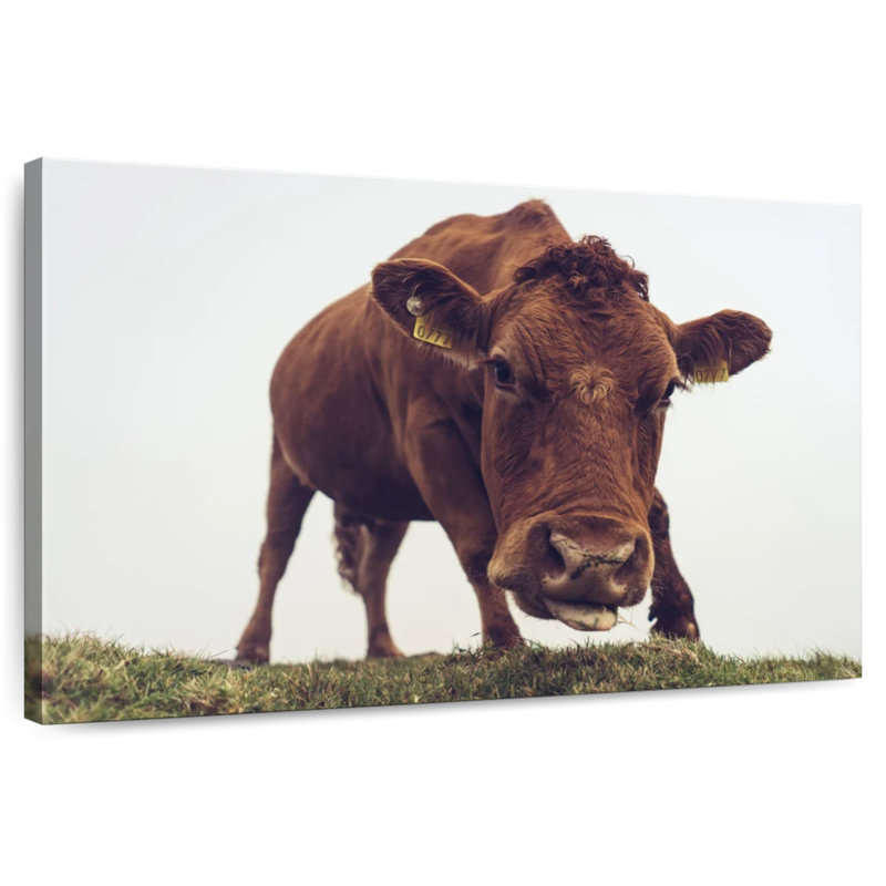 Chocolate Cow Face, 8" H x 12" W
