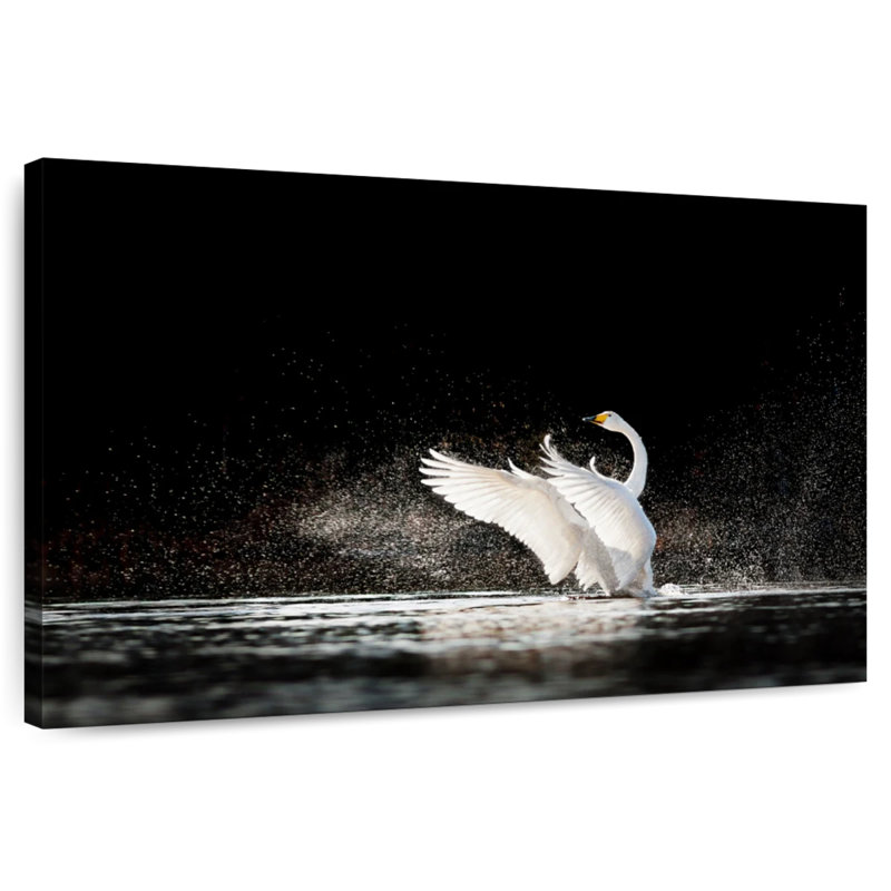 Cygne éclaboussant de l'eau