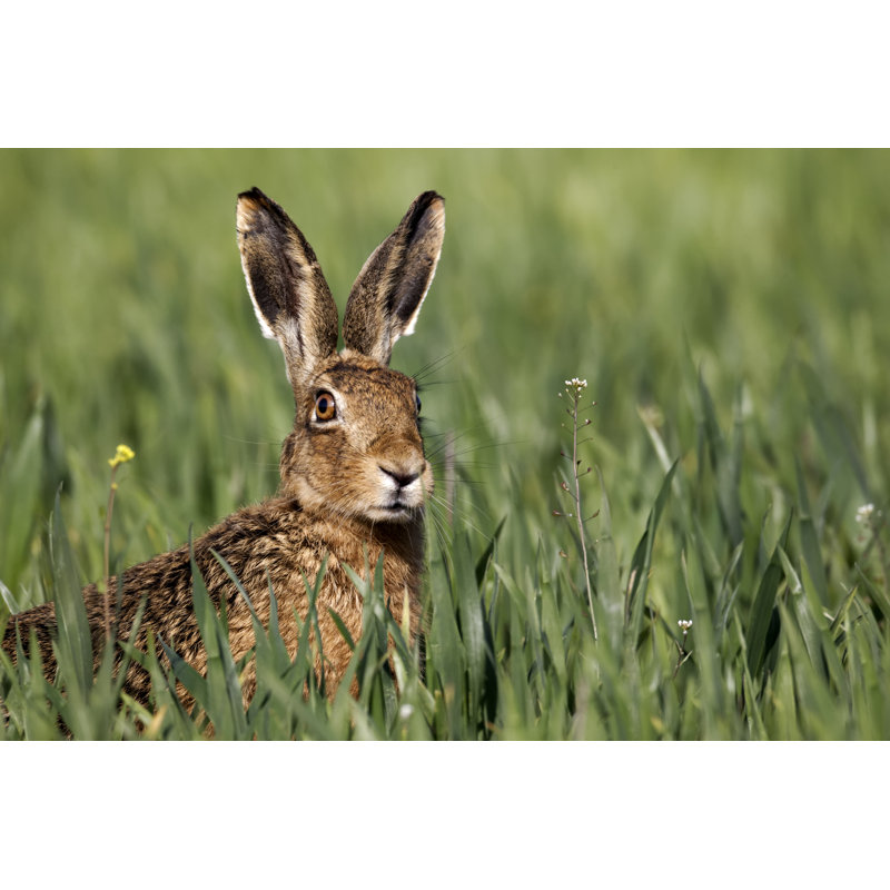 Lièvre brun, Lepus Europaeus - photographie sur toile tendue, H 12 po x l 18 po