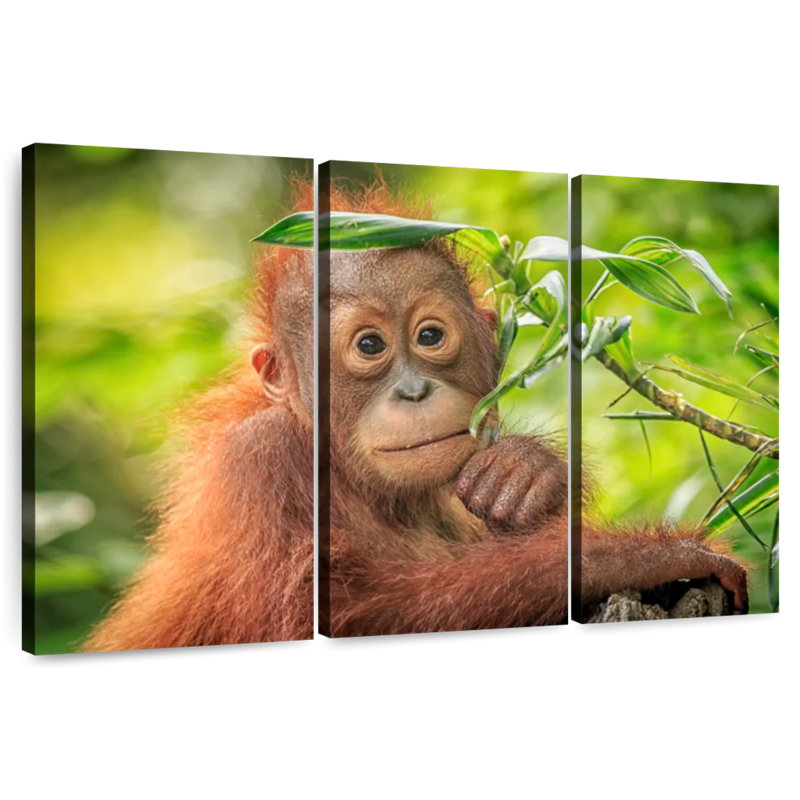 Brampt Leaf Munching Orangutan, 48" H x 74" W