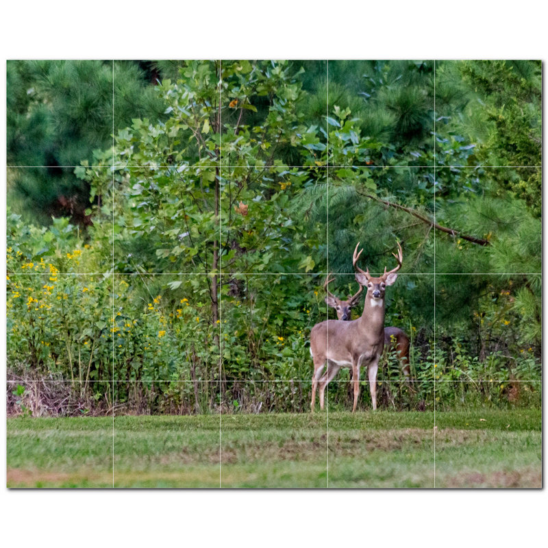Cerf photo 6 x 6