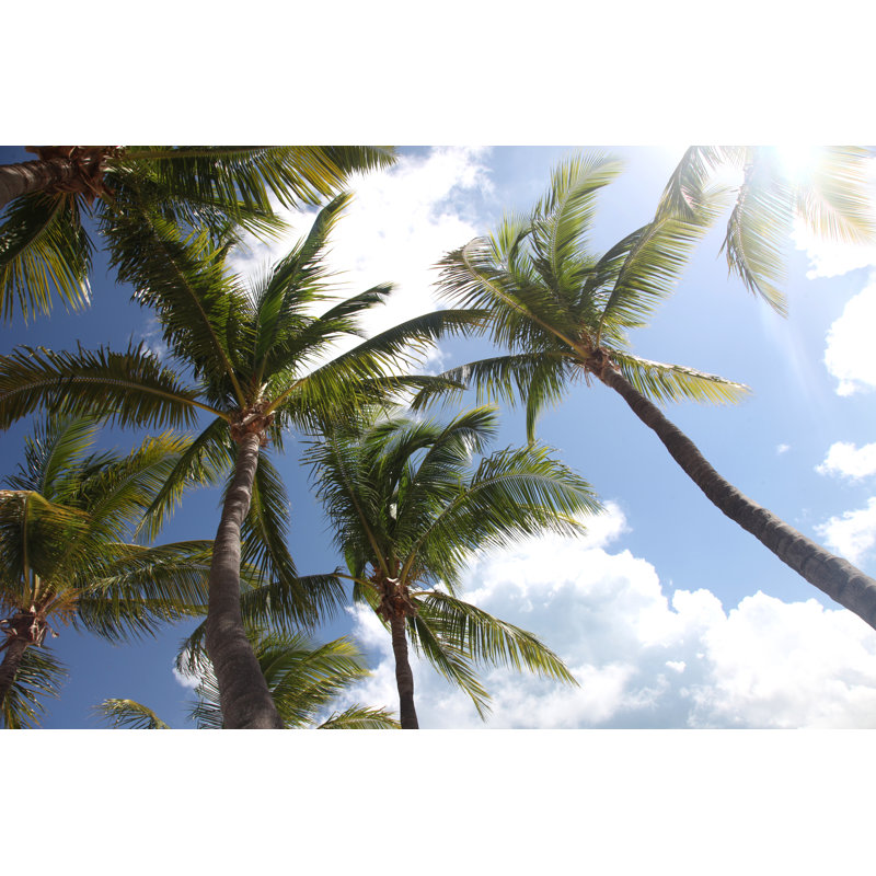 Palm Trees Florida, 81cm H x 122cm W
