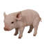 Statue bébé cochon debout-120494331