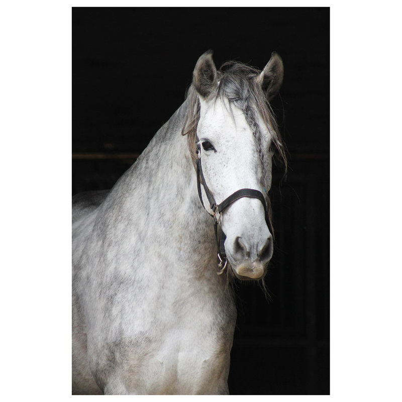 Cheval rêveur - photographie non encadrée, H 20 po x l 16 po