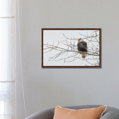 Eagle Perch II by David Gardiner - Print on Canvas