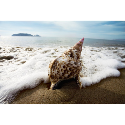 A Close Up of a Conch on a Beach in Waves by Pinopic