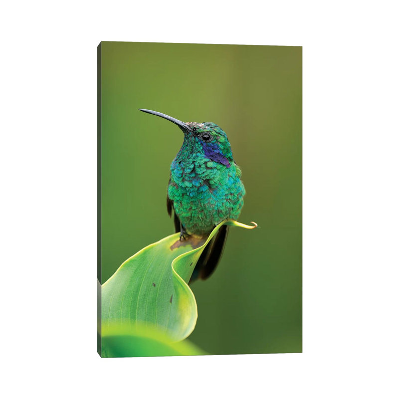 Green Violet-Ear Hummingbird Perched On Leaf, Costa Rica by Thomas Marent - Wrapped Canvas Print, 30.48 cm H x 45.72 cm W