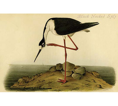 " Black Necked Stilt " by James Audubon