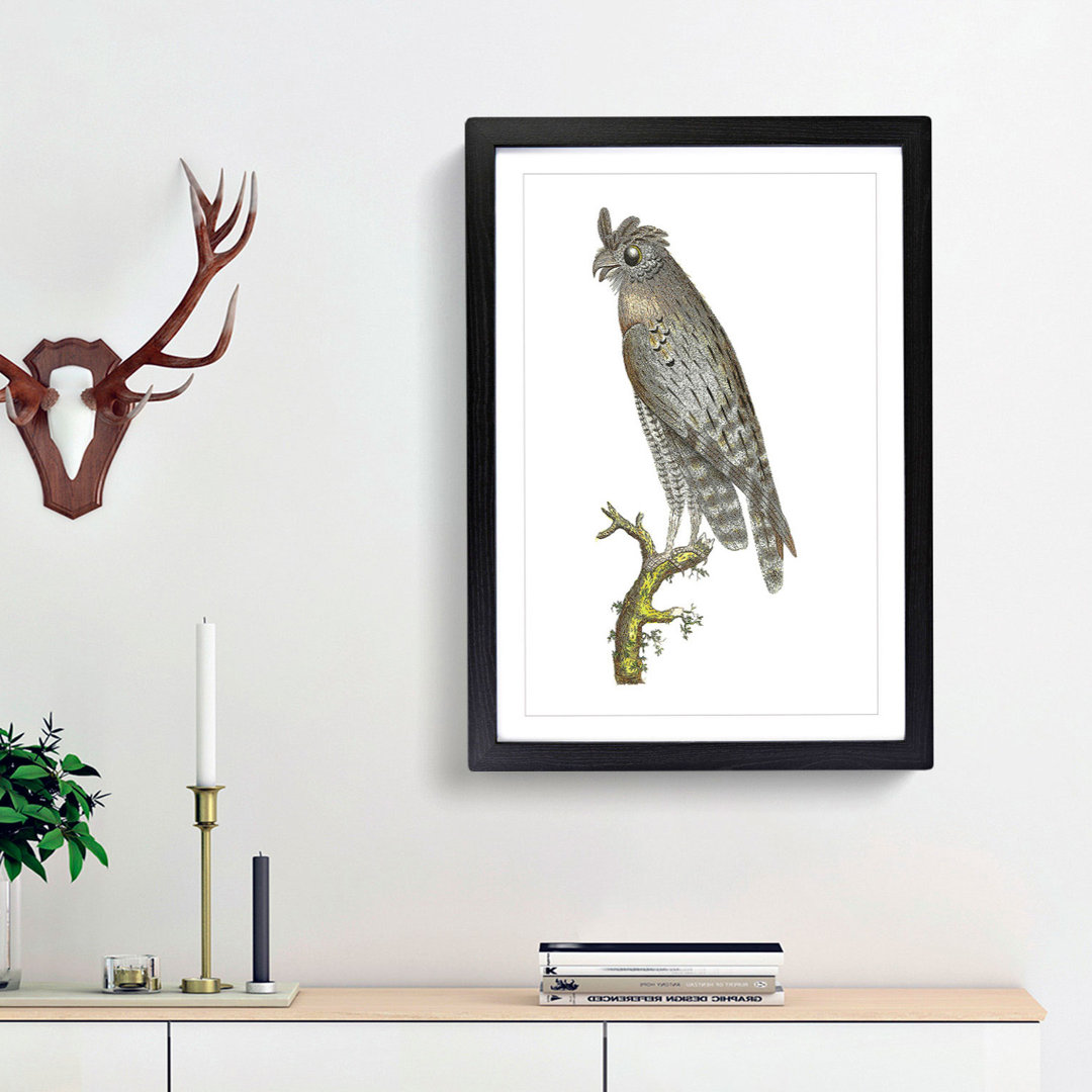Least Horned Owl by George Shaw - Framed Print