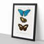 Butterfly Illustrations PL. 6 by Charles d' Orbigny - Picture Frame Graphic Art Print-55512671-55512670