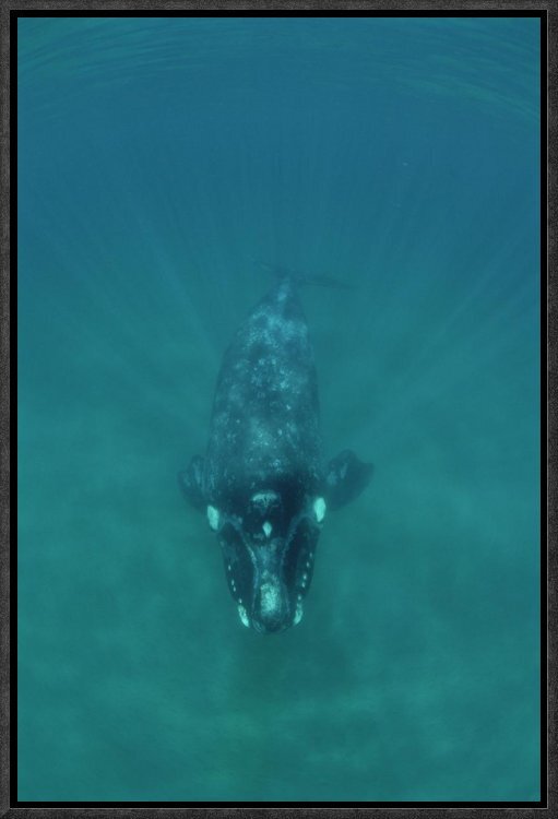 Bless International 'southern Right Whale Underwater, Peninsula Valdez 