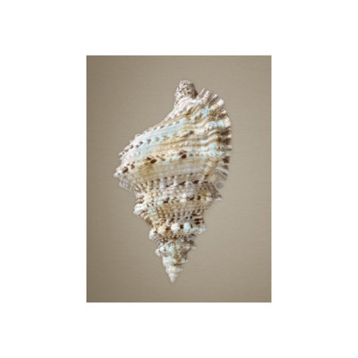 Coquillages sur champagne III par Sofia Fox - photographie