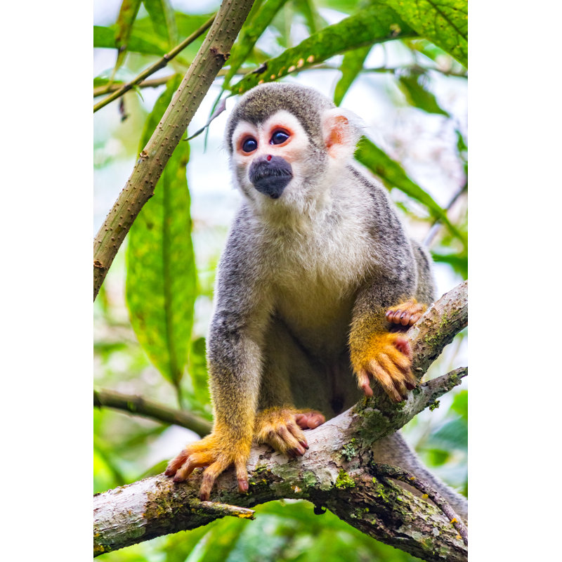 Ecuadorian Squirrel Monkey by Benedek, 18" H x 12" W