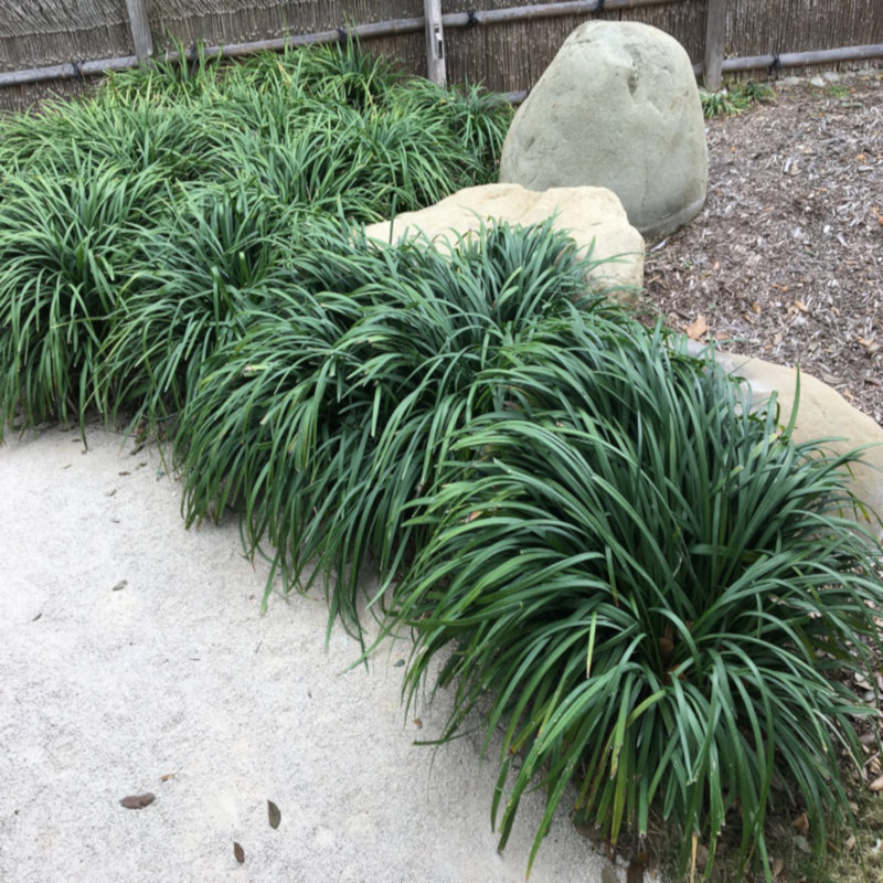 1 Gal. Mondo Grass