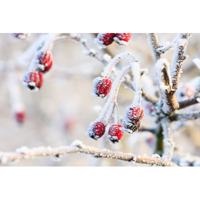 " Winter Background, Red Berries On The Frozen Branches Covered WI "