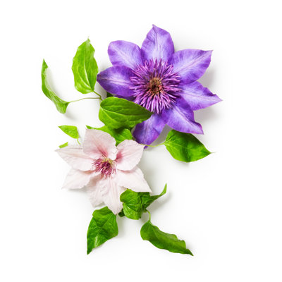 Clematis Flowers - Wrapped Canvas Print