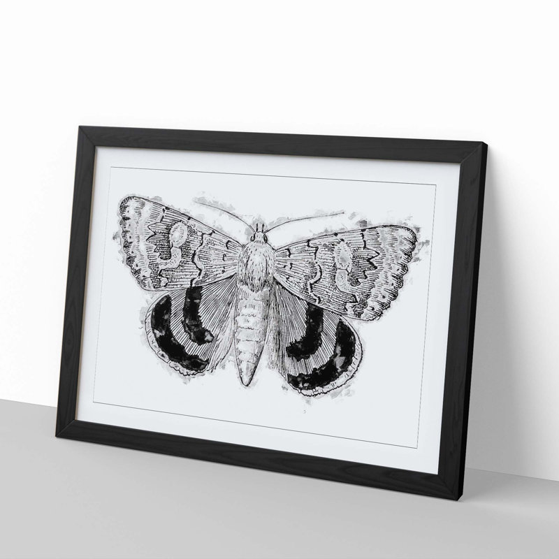 Sleepy Underwing Moth by S.F. Denton - Picture Frame Painting Print, 27cm H x 36cm W x 2cm D, Black Framed