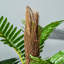 150cm Faux Fern Tree in Cement Pot