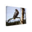 «Red Tailed Hawk» par Etelca, impression sur toile tendue-27652262