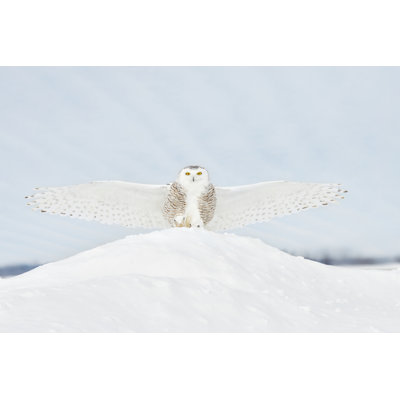 Hibou en vol III