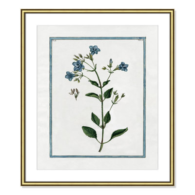 Colombe "Shabby Elegance Botanical II" Print