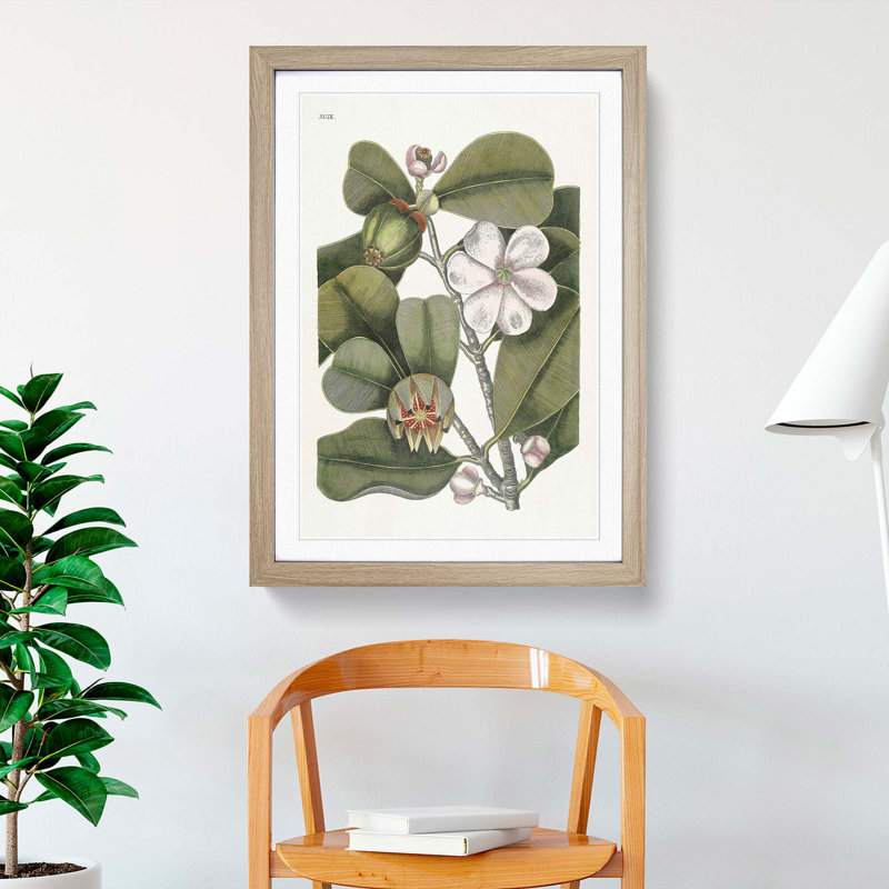 Balsam Tree Flowers by Mark Catesby - Picture Frame Painting Print, 65cm H x 48cm W x 2cm D, Oak Framed