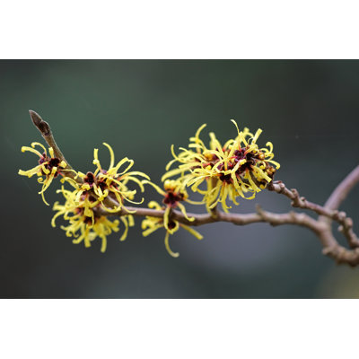 " Witch Hazel "