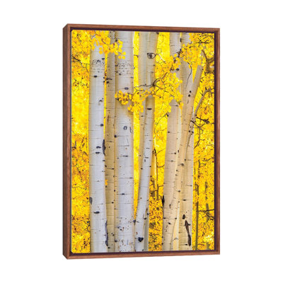 Fall Colors Aspen Forest - Colorado Autumn Nature Photo - Wall Art Print - Framed Canvas