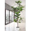 Alpine Ficus Tree