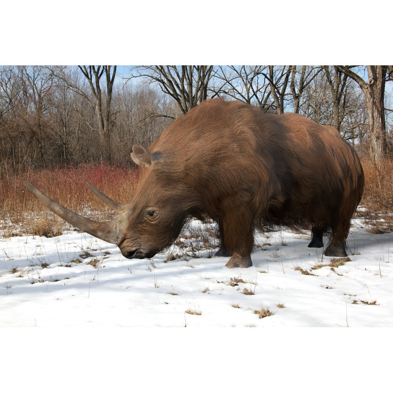 Rhinocéros laineux - Photographie sur toile tendue, L 12 po x H 8 po