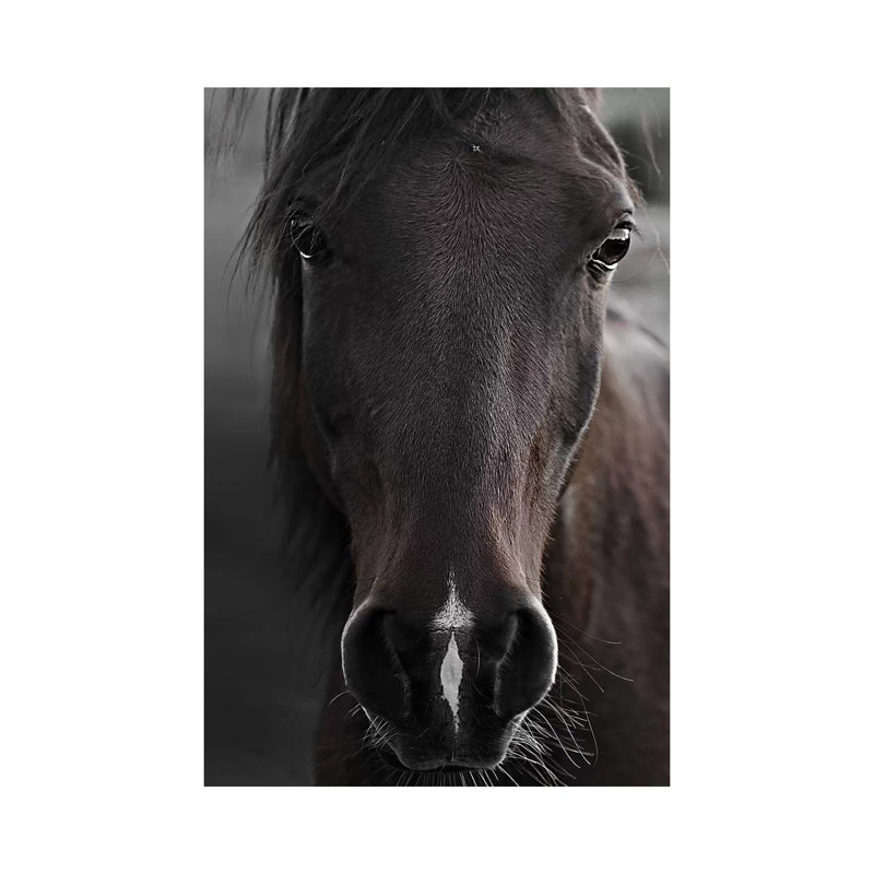 Imprimé cheval foncé par Monika Strigel, Toile tendue, Pas de tapis, H 12 po x l 8 po x P 0,75 po