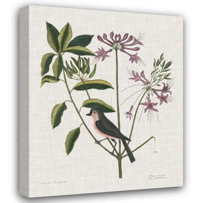 Astoria Grand Catesby, Mark Gallery Wrapped Canvas Art Titled: Studies in Nature I