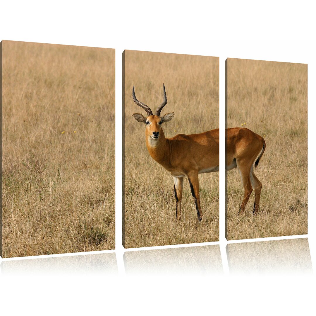 3-tlg. Leinwandbilder-Set „Dorkasgazelle im trockenen Gras“, Fotodruck