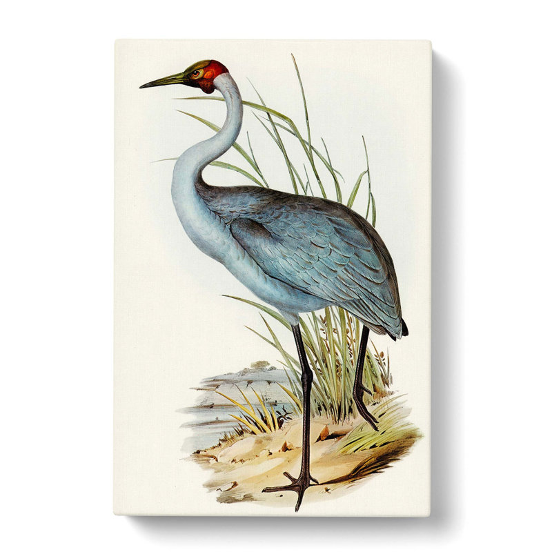 Australian Crane by Elizabeth Gould - Wrapped Canvas Painting Pint - Wrapped Canvas, 60cm H x 40cm W x 3cm D