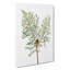 Chinese Weeping Cypress by Pierre-Joseph Redoute - Wrapped Canvas-55371308