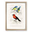 Bird Illustrations PL. 3B by Charles D' Orbigny - Single Picture Frame Painting-55457127-55457123