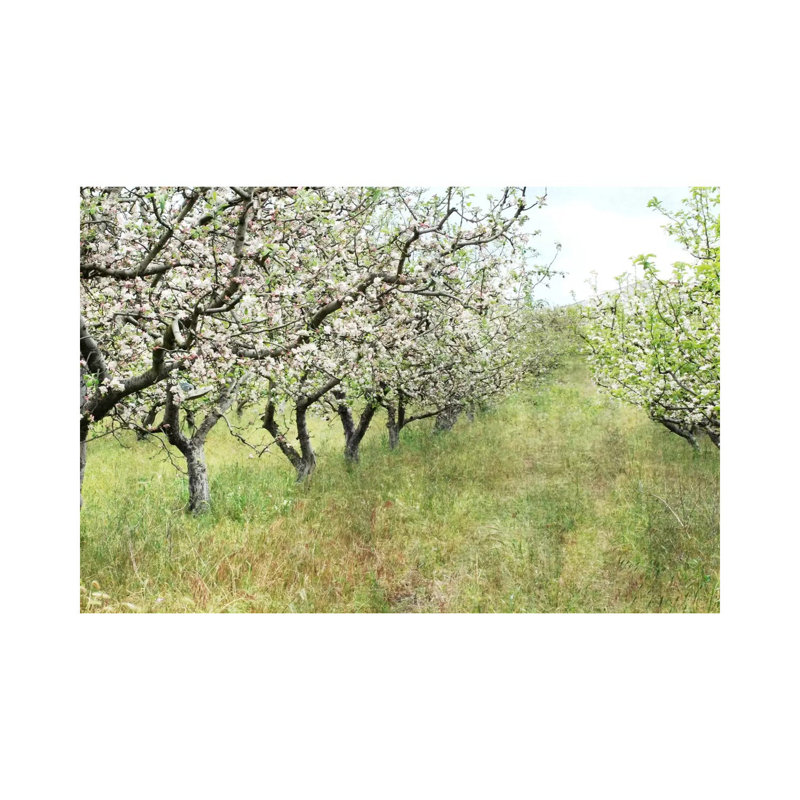 Apple Orchard by Lupen Grainne - Wrapped Canvas Print, 66.04 cm H x 45.72 cm W x 3.175 cm D