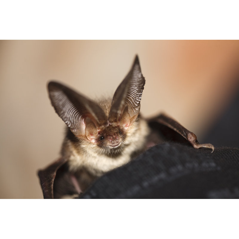 «Brown Long Eared Bat» par Mikesimage - Photographie sur toile tendue, L 12 po x H 8 po